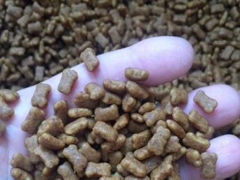 自制狗糧指南 上海寵物食品與用品推薦