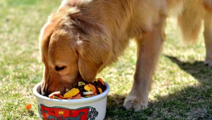 青島卡爾寵物食品深度解析 品質如何，是否值得您的選擇？